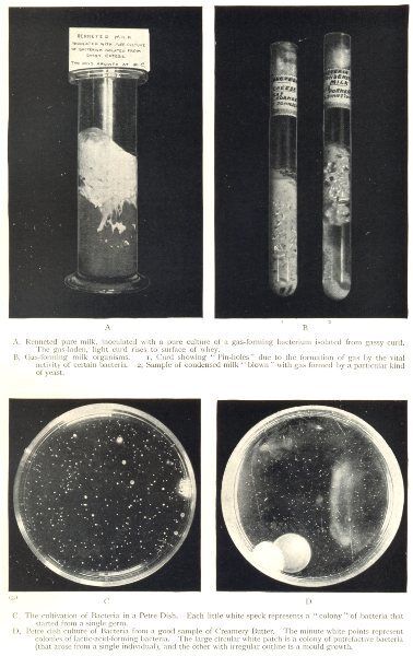 DAIRY BACTERIOLOGY. Renneted pure milk. Gas-forming organisms; Bacteria 1912