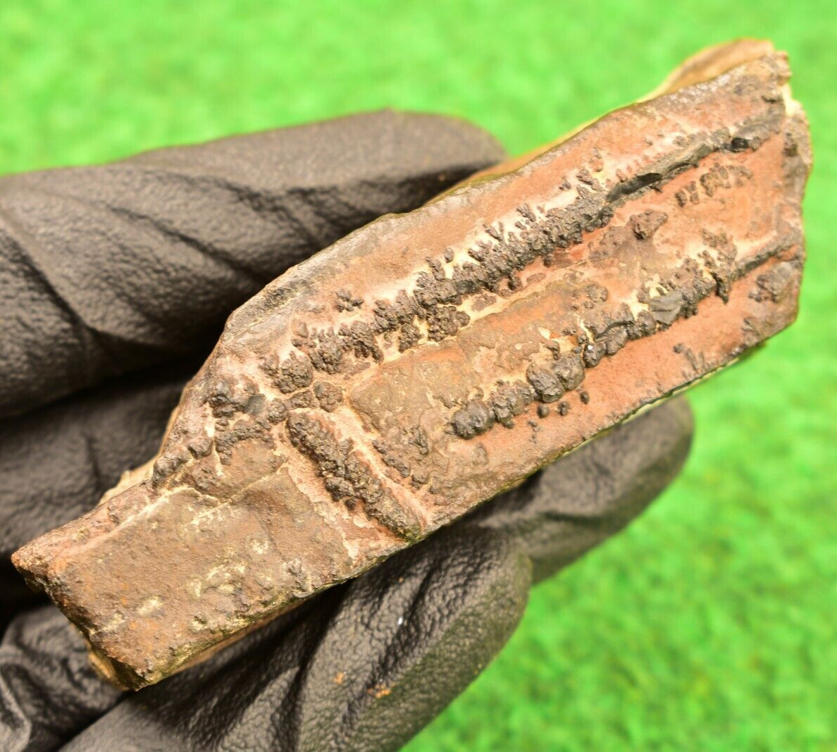 Stromatolites,  Pre Cambrian Microbial Biogenicity Fossil Trace Fossil UKBUY✔ #1