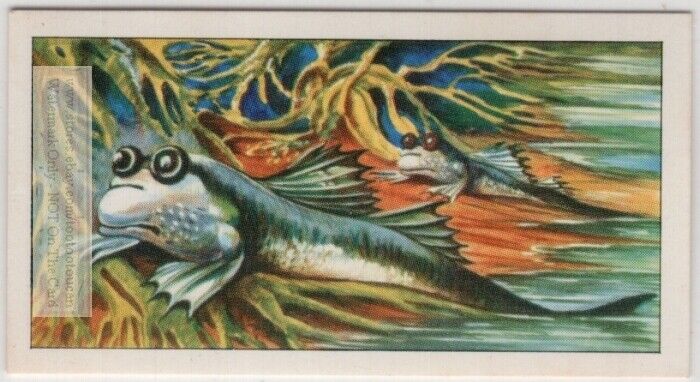 Lung Fishes Dipnoi Live In Water Or On Land Vintage Trade Ad Card