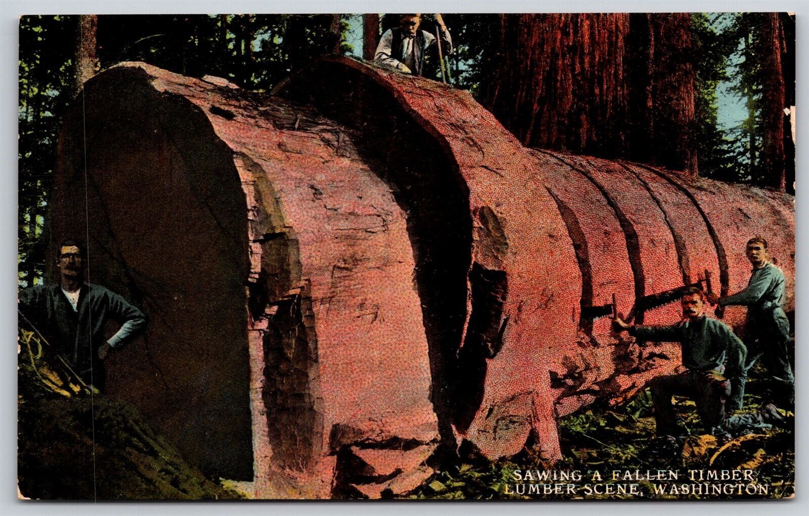 Postcard Sawing a Fallen Timber, Lumber Scene, Washington P192