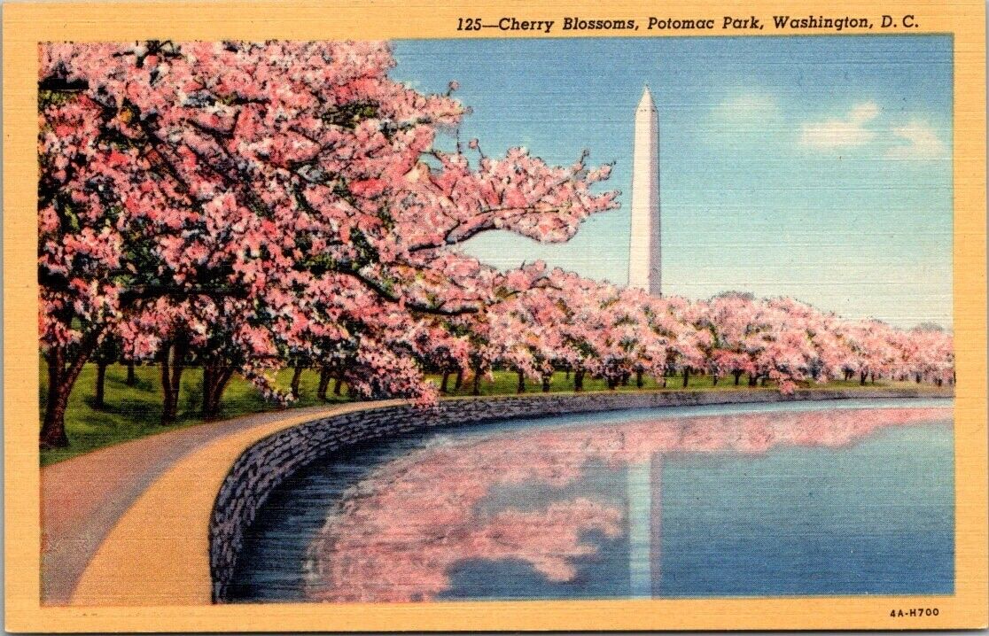 Washington DC Cherry Blossoms Potomac Park Washington Monument Vintage Postcard