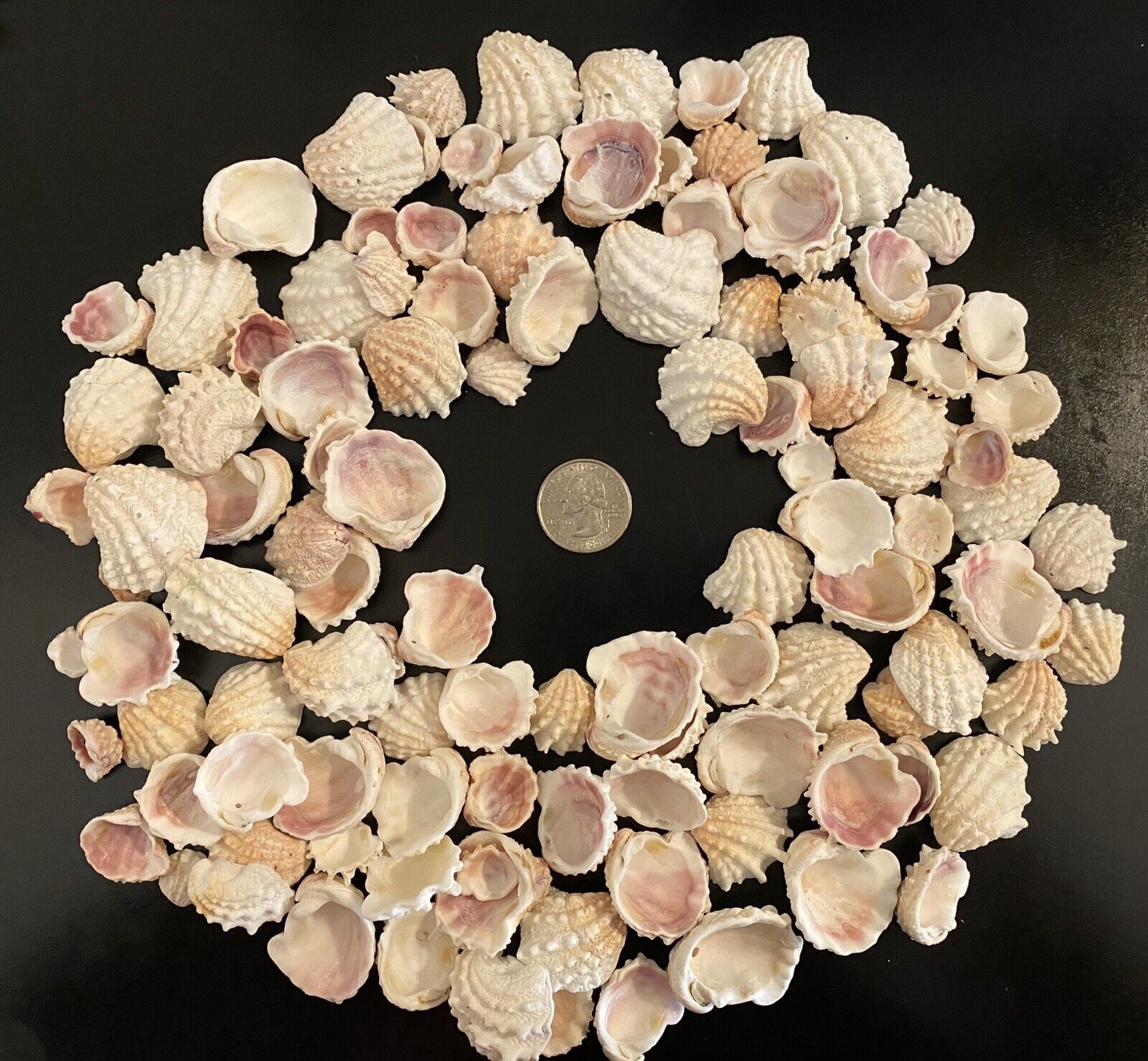1/2 LB Sanibel Florida Spiny Jewel Box Half Shells BULK CRAFT