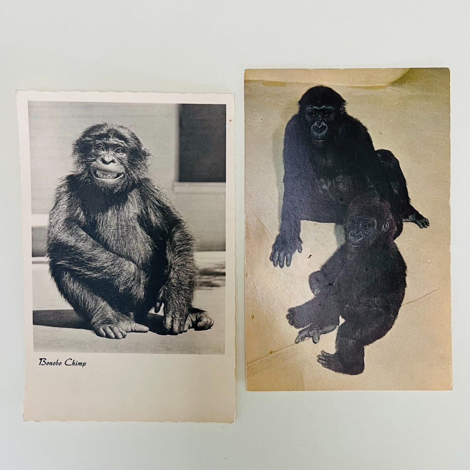 Lot of 2 Vintage Monkey Postcards - Baby Gorilla's San Diego Zoo - Bonobo Chimp
