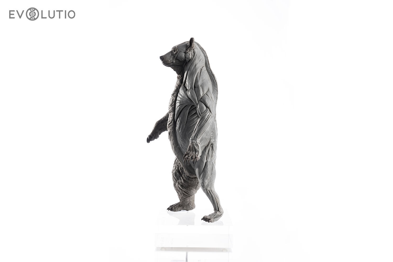 EVOLUTIO - 1/12 Grizzly Bear Anatomy PVC V2 - 4.7 x 4.3 x 11.4 in