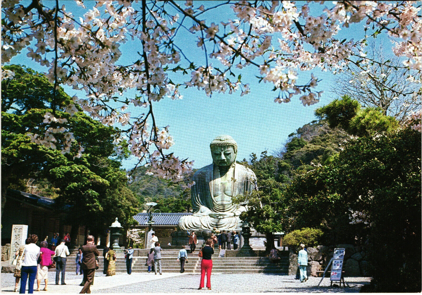 The Great Buddah of Kamakura in the Time of Cherry Bloom Japan Postcard Unposted