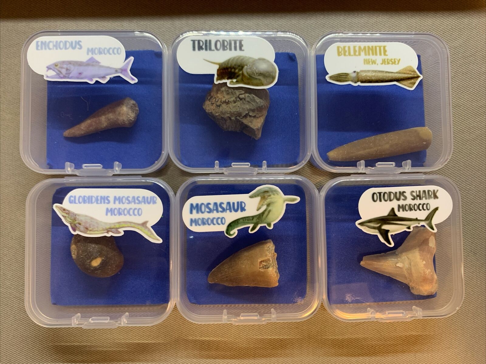Dinosaur Age Ocean Creatures Fossil Collection - 6 Species in Cases