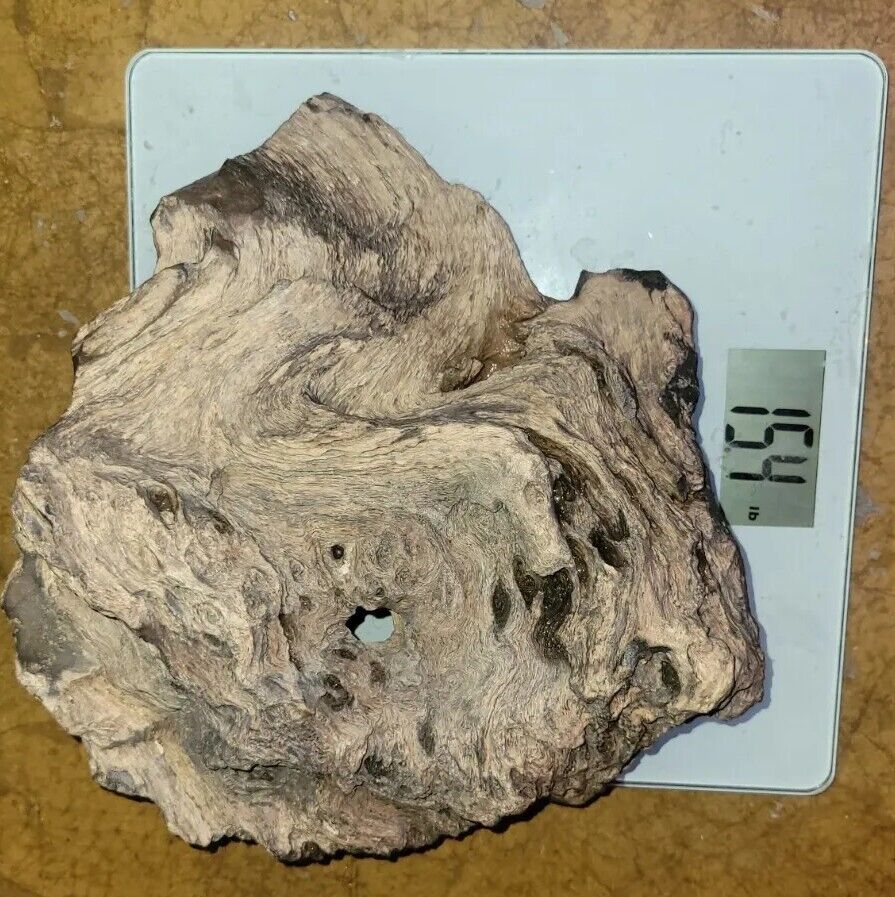  Large Unknown Petrified Bark Wood Specimen Huge 15lb  11in x 11in x 5in