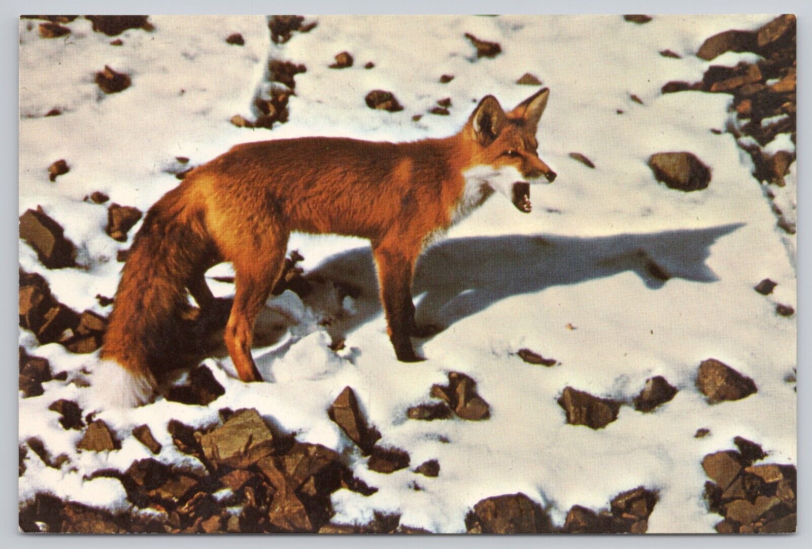 McKinley Park Alaska, Alaskan Red Fox Standing in the Snow, Vintage Postcard