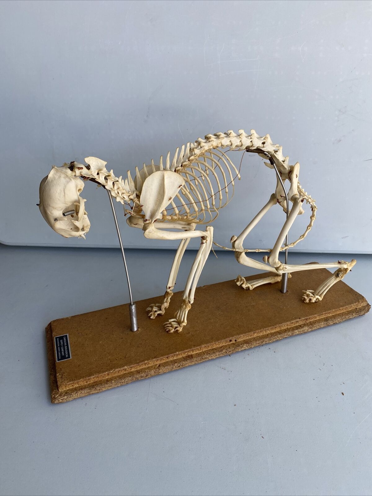 VTG Carolina Biological Supply Company Anatomical Model Cat Skeleton Educational