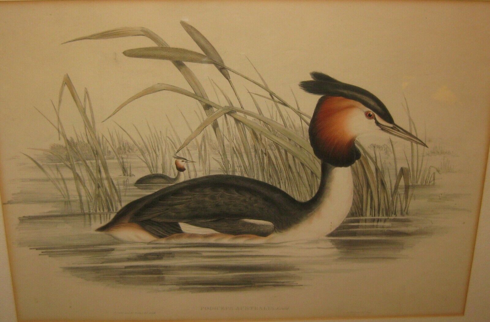 Original Antique JOHN GOULD \'Southern Crested Grebe\' AUSTRALIA Bird Lithograph