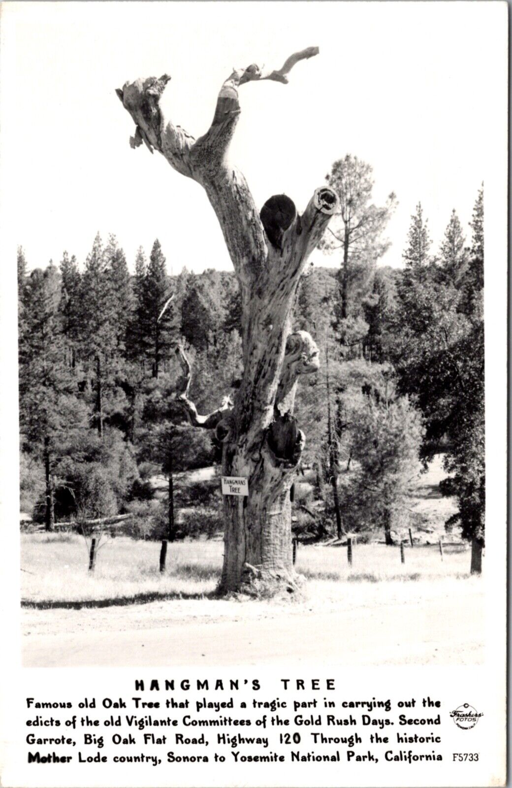Frashers Fotos RPPC Hangman's Tree Big Oak Flat Road near Yosemite California
