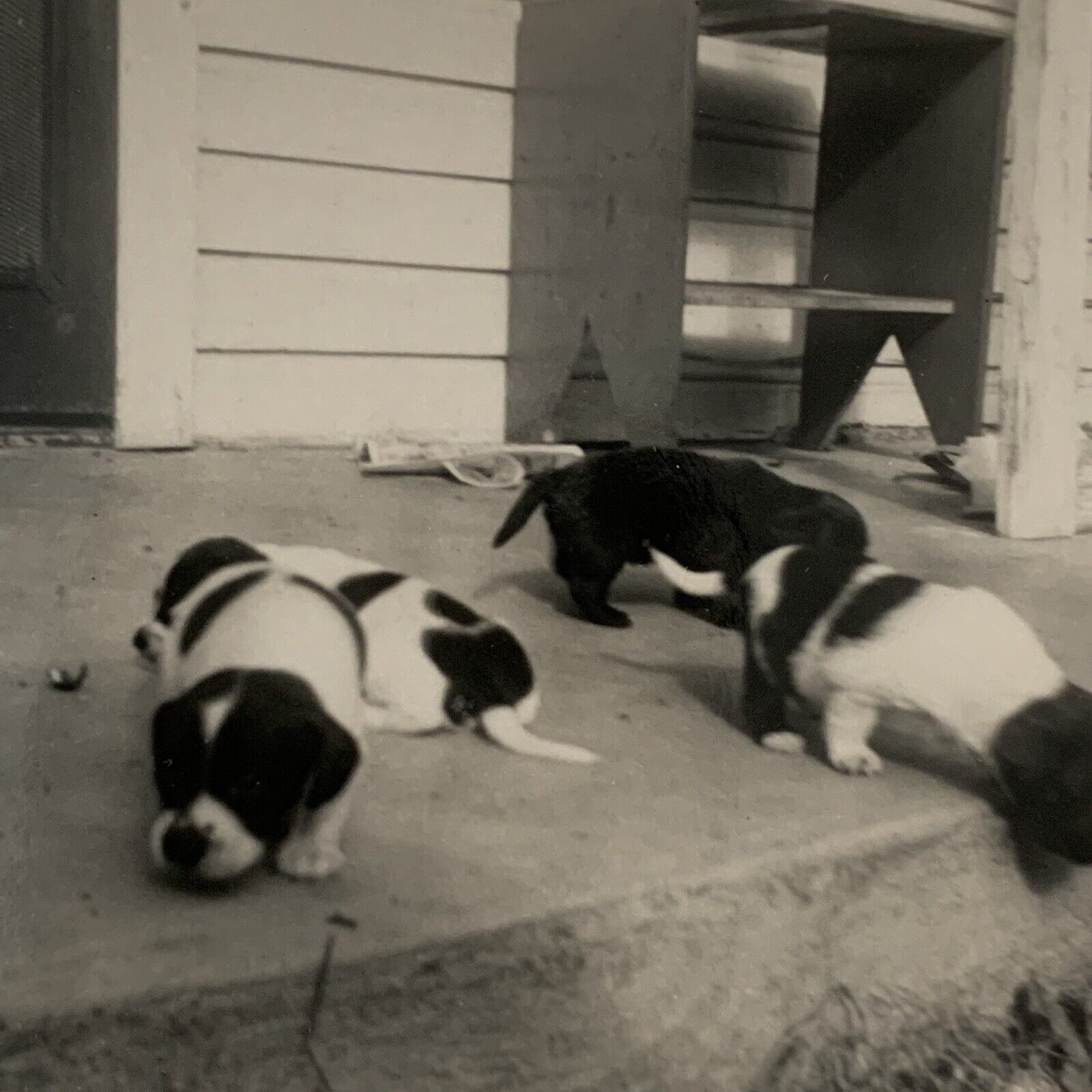 Vintage B&W Snapshot Photograph Adorable Puppy Dog On Porch Cute Puppies