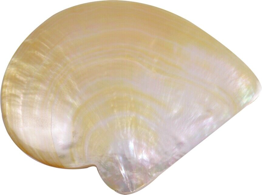 Mother of Pearl Gold Lip Craft Seashell 5.5-6\