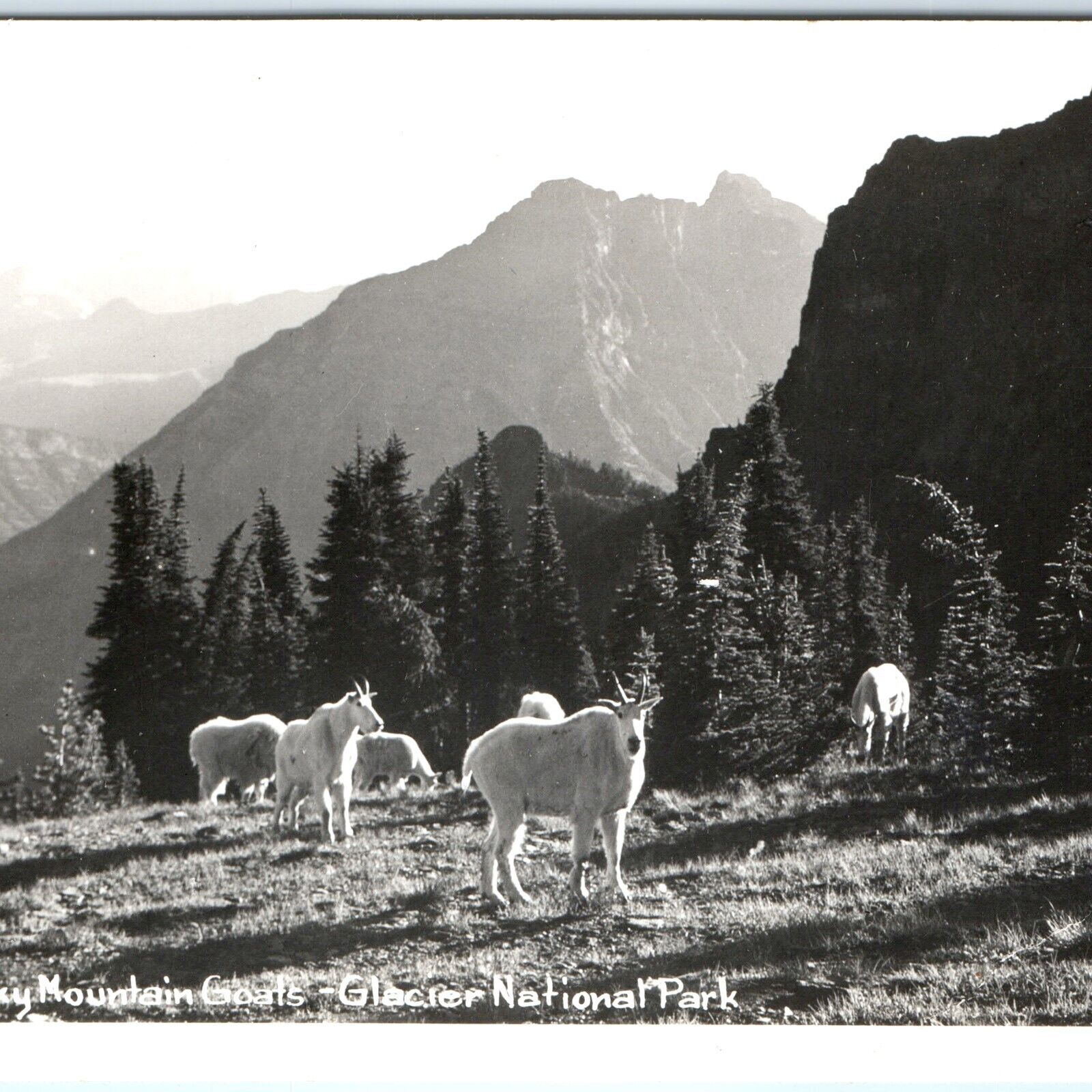 c1950s Glacier National Park, MT RPPC Rocky Mountain Goats Lacy Real Photo A113