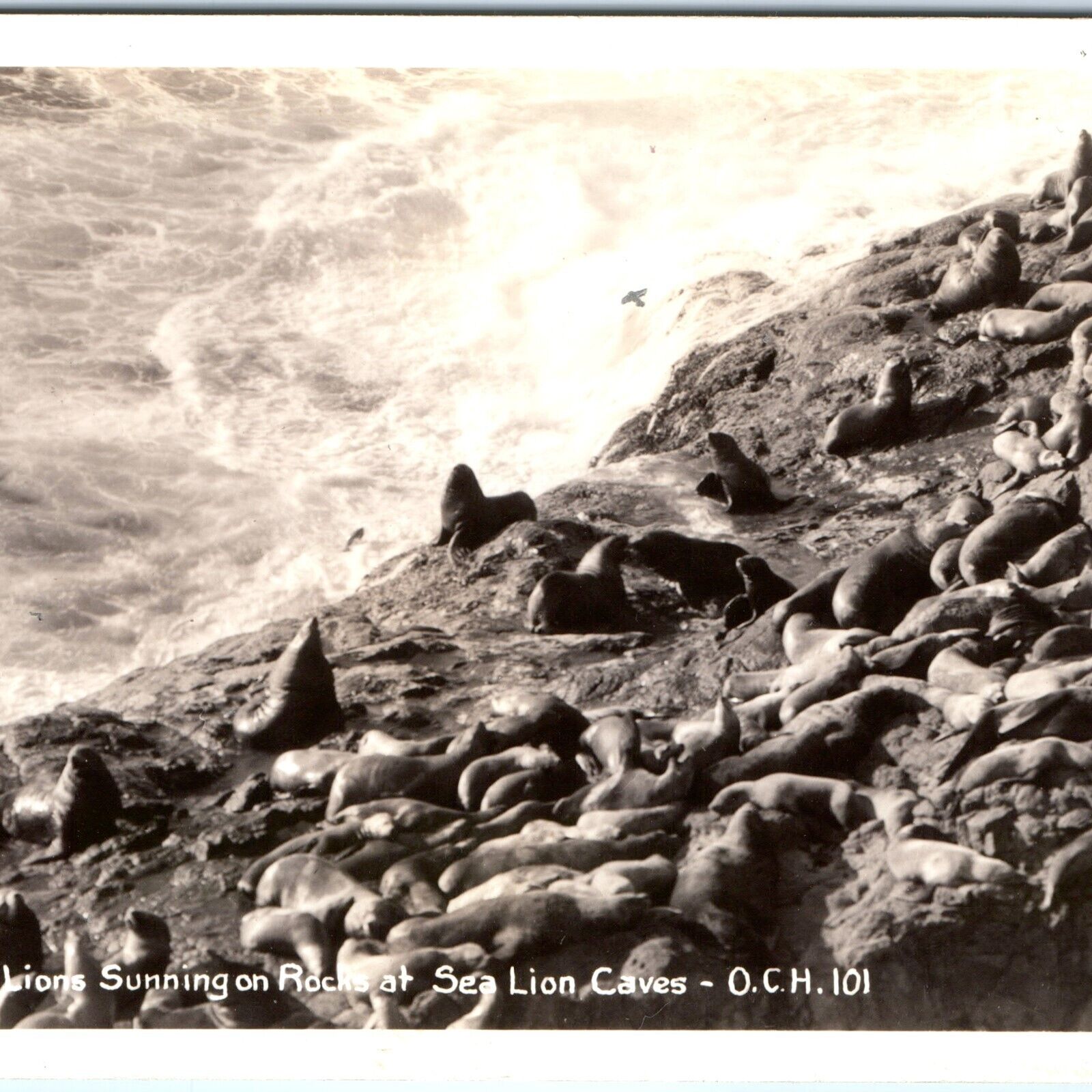 c1930s Oregon Coast Highway RPPC Sea Lions Caves Sunning Rock Photo Sawyers A164