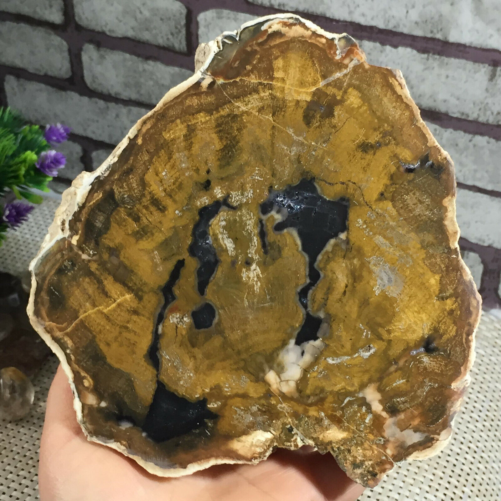 natural petrified wood crystal from Madagascar 919g