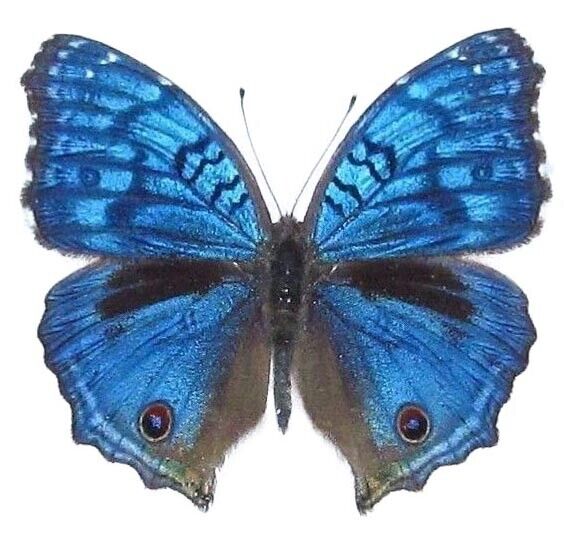 Precis rhadama blue buckeye male butterfly Africa unmounted wings closed