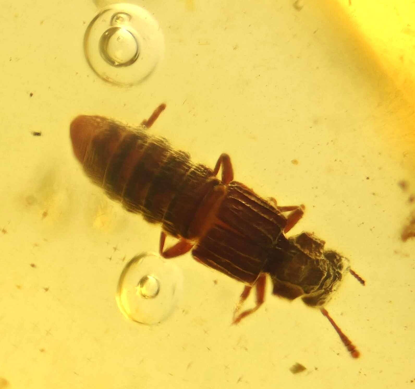 Rare Staphylinidae (Rove Beetle), Fossil Inclusion in Dominican Amber