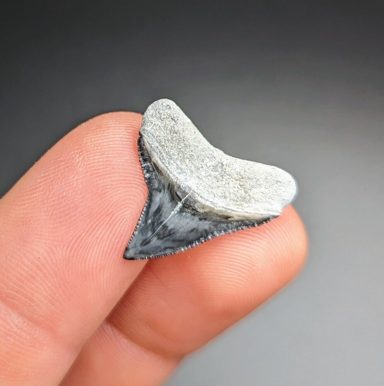 Incredible Slate Blue Bull Shark Tooth Bone Valley Florida Megalodon Era