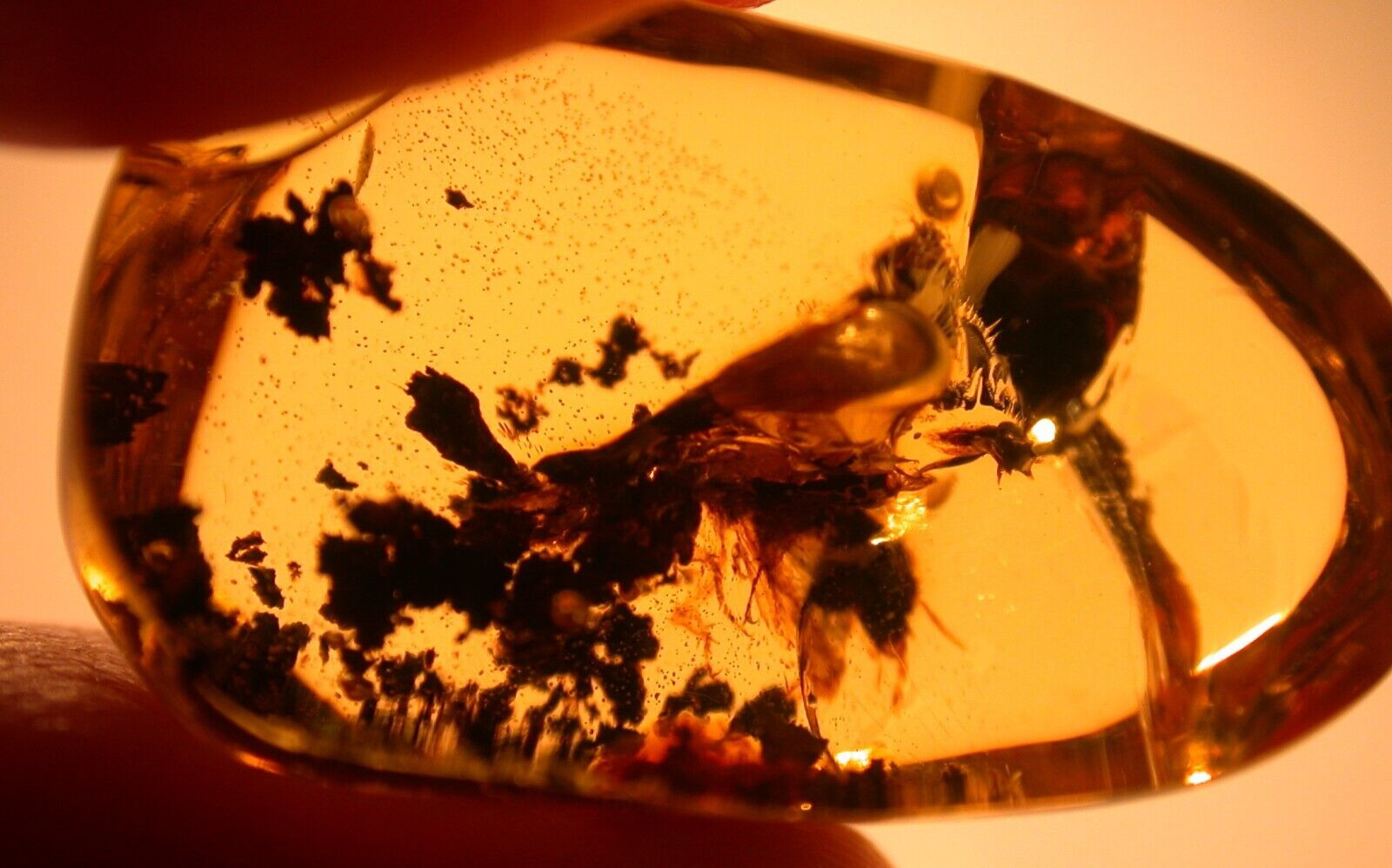 Large Termite with Ancient Methane Bubble in Dominican Amber Fossil Gemstone
