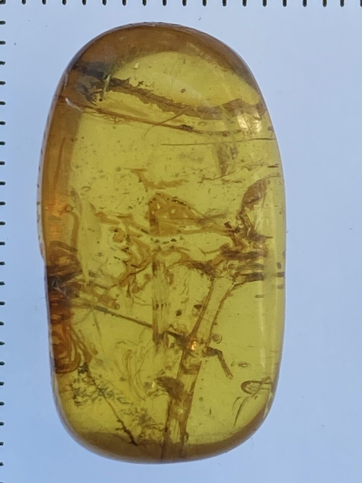Huge PHASMATODEA 20mm, Stick-Bug Fossil In Burmite (Myanmar Amber), 98MYO