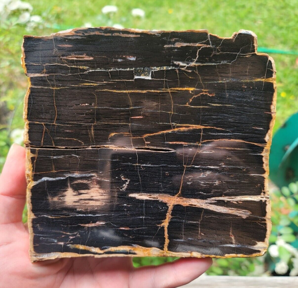 Rare Schilderia Adamanica Petrified Wood Slab Utah Polished End Board Cut #1