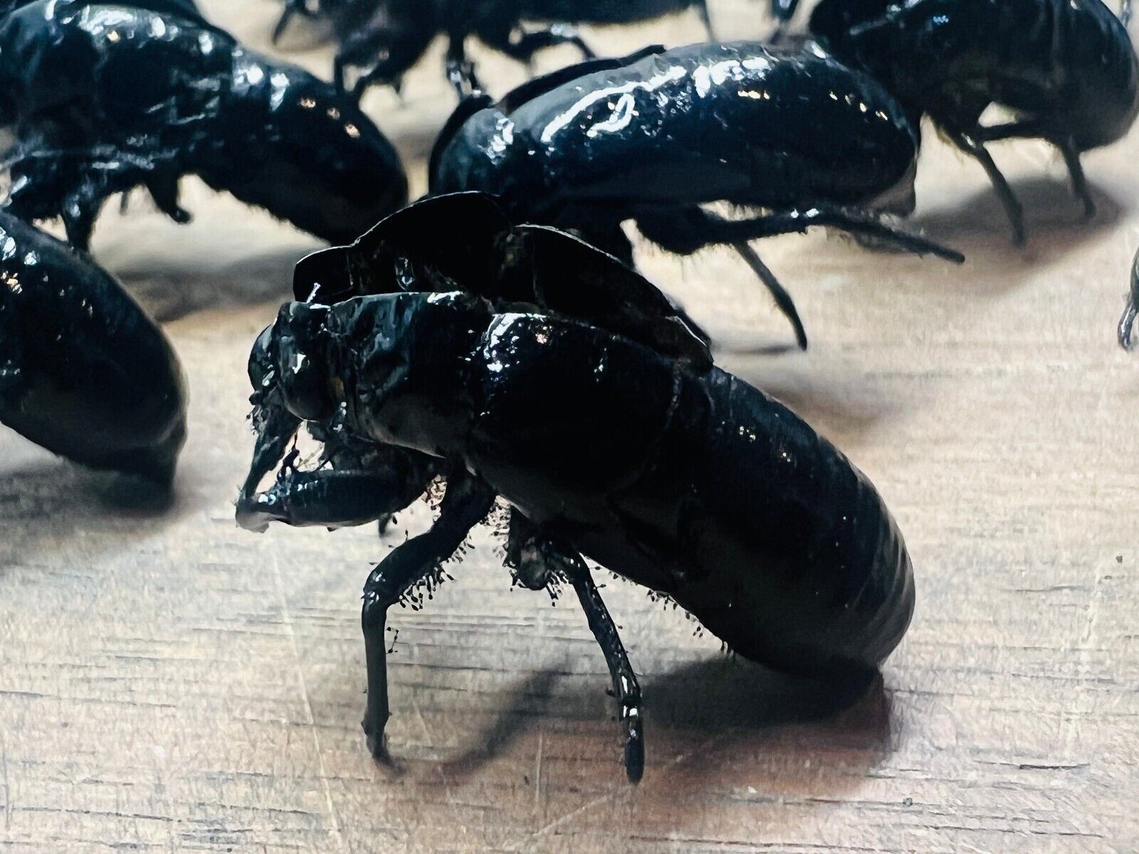Black Cicada Skins Exoskeleton Cicada exuviae 15 Awesome Shiny Black Goth Creepy