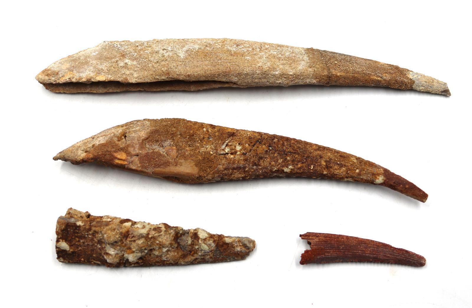 Hybodus Shark Dorsal Fin Spine Real Fossil Lot of 4 #18118