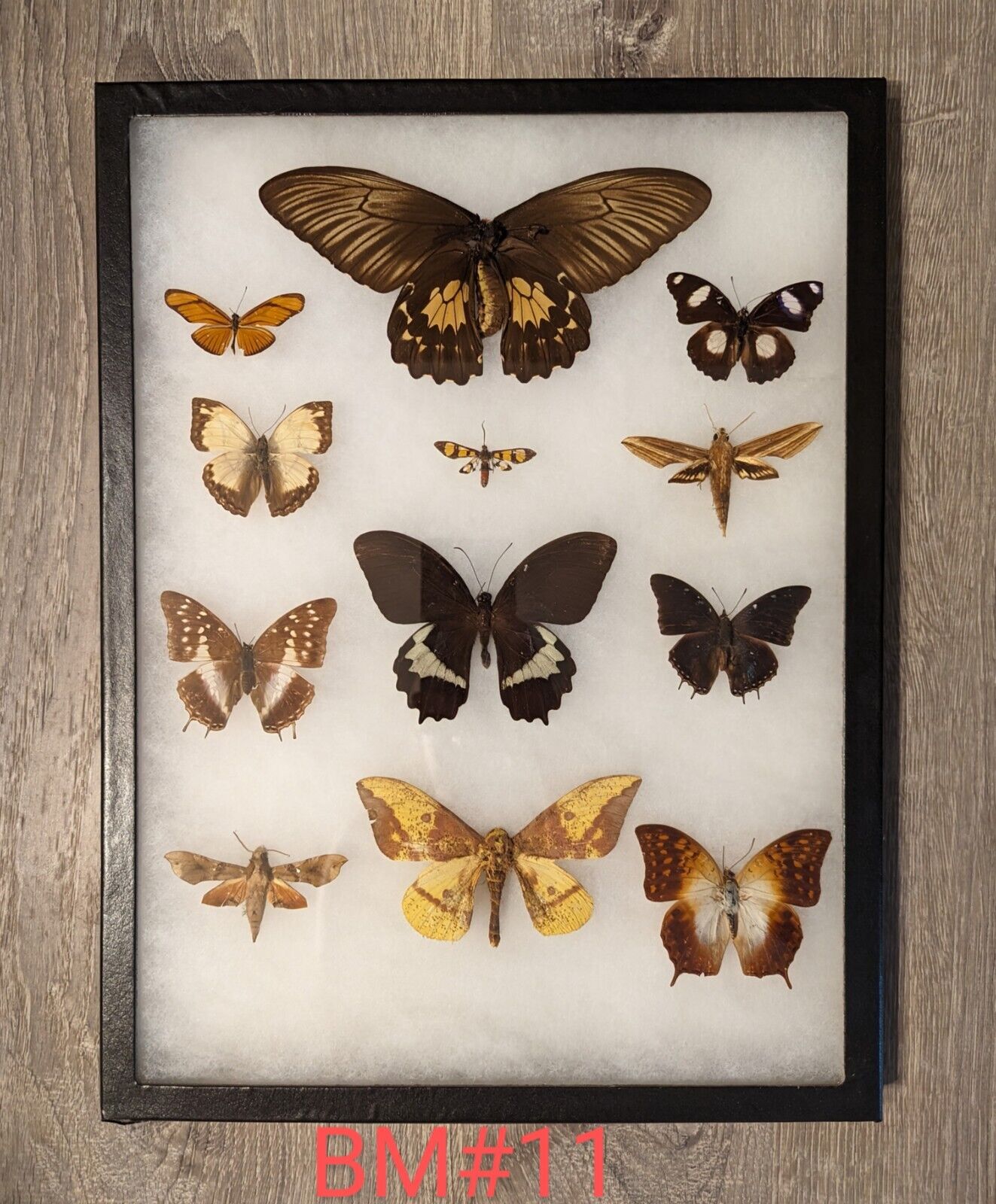 Antique Taxidermy Butterfly Mount Decor #BM11