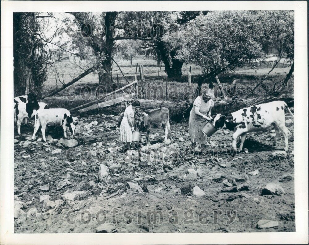 1941 Women Hydrate Cows During Drought Washington NJ Press Photo