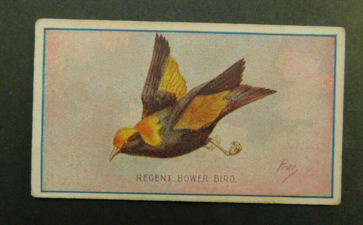 Cigarette Card Sniders Abrahams Adv. Gifts Animals and Birds 1910 Regent Bower 