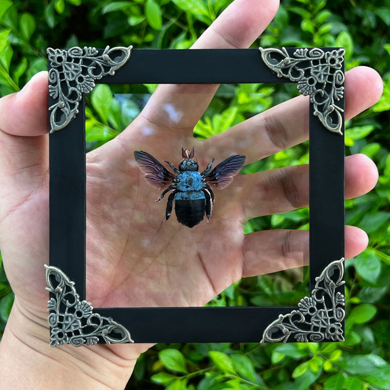 Blue Carpenter Bee Framed Taxidermy Real Insect Preserved Christmas Decor