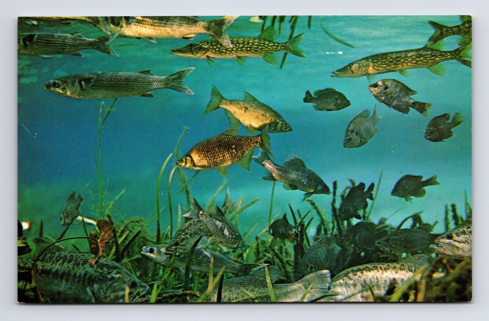Fresh Water Fish Species Silver Springs Florida FL Chrome Postcard