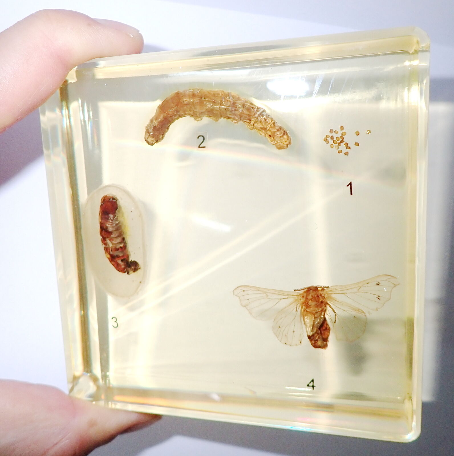 Silk Moth simplified Life Cycle Set Education Insect Specimen Amber Clear Block