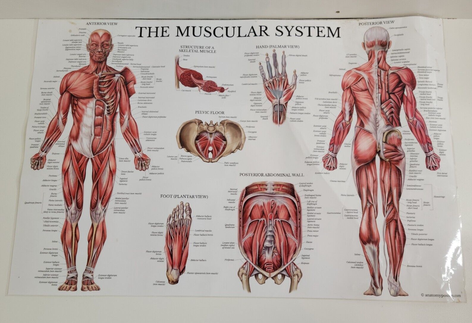 Muscular System Muscle Charts Models Anatomical Size  17\