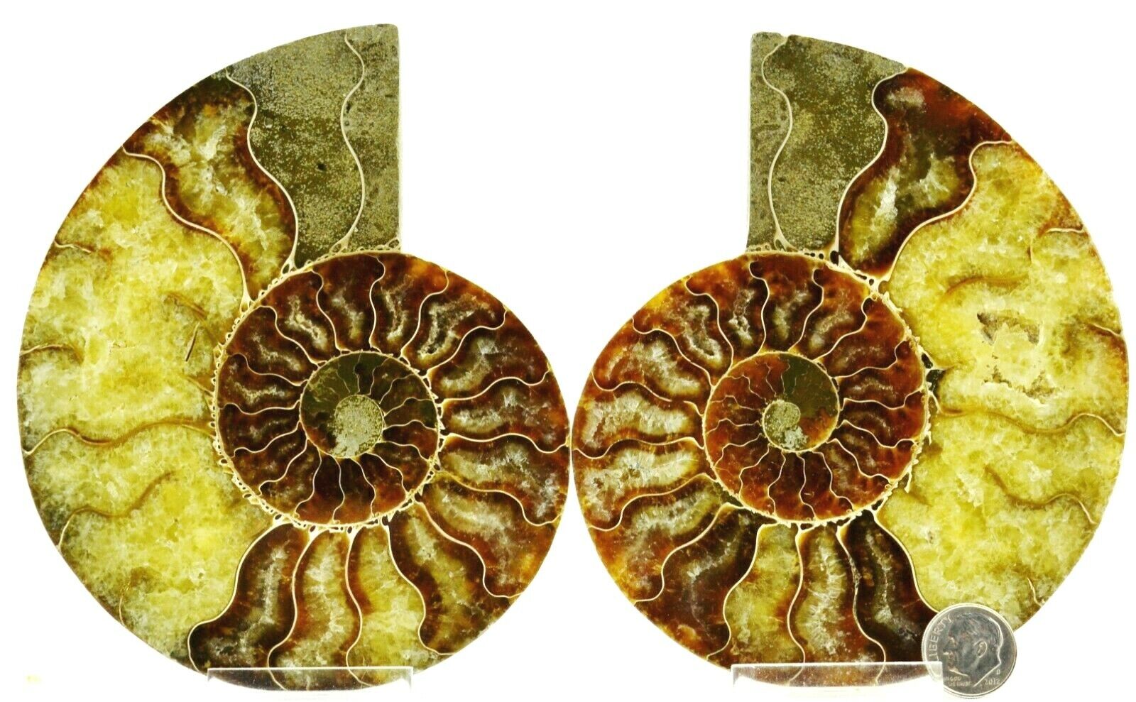 Large Ammonite PAIR 110myo Dino age Fossil 134mm Crystals XL 5.3\