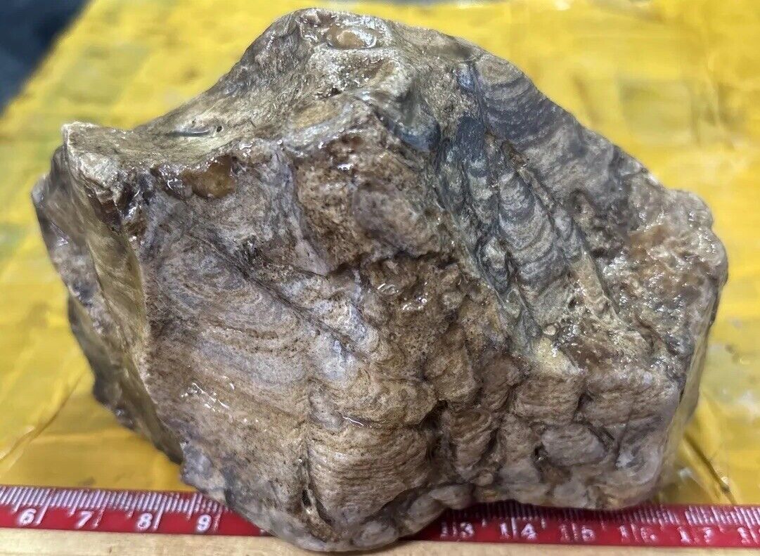 Stromatolite rough