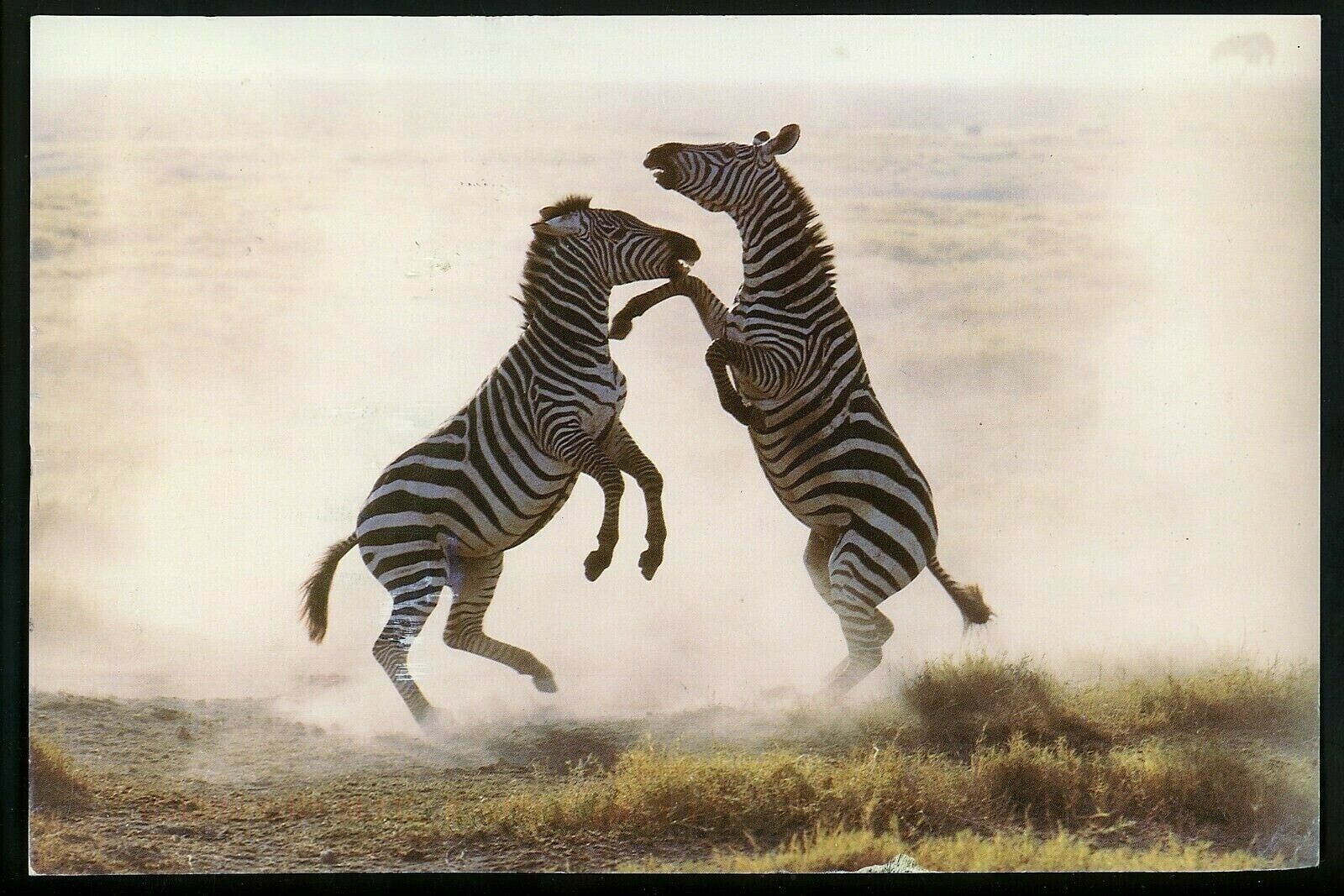 Oversized postcard New York NY New York Micato Safaris Travel Kenya Zebra Advrt.
