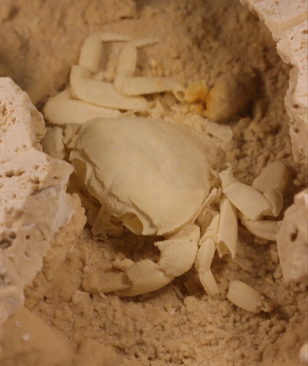 2 Inch Travertine Crab Fossil From Turkey, Fossil Travertine Crab Potamon