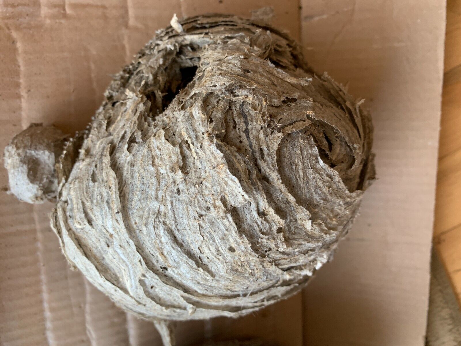 Natural Baldfaced Hornet nest with second small nest approx. 1 1/2 inches around