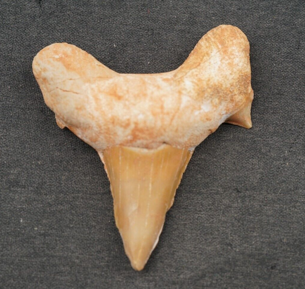 Large OTODUS Shark Tooth 1.90\