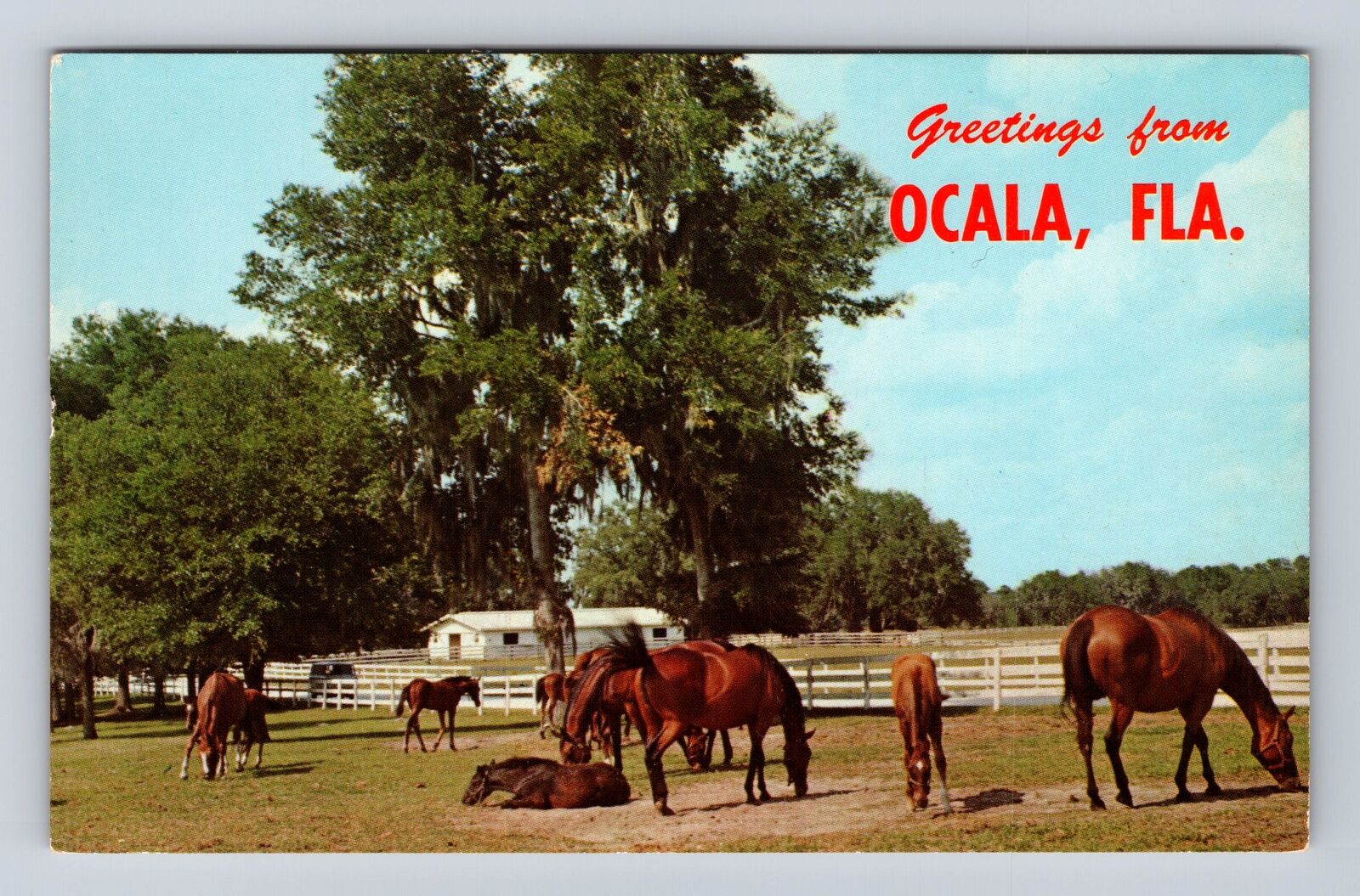Ocala FL-Florida Greetings, Thoroughbred Horse Farm & Training, Vintage Postcard