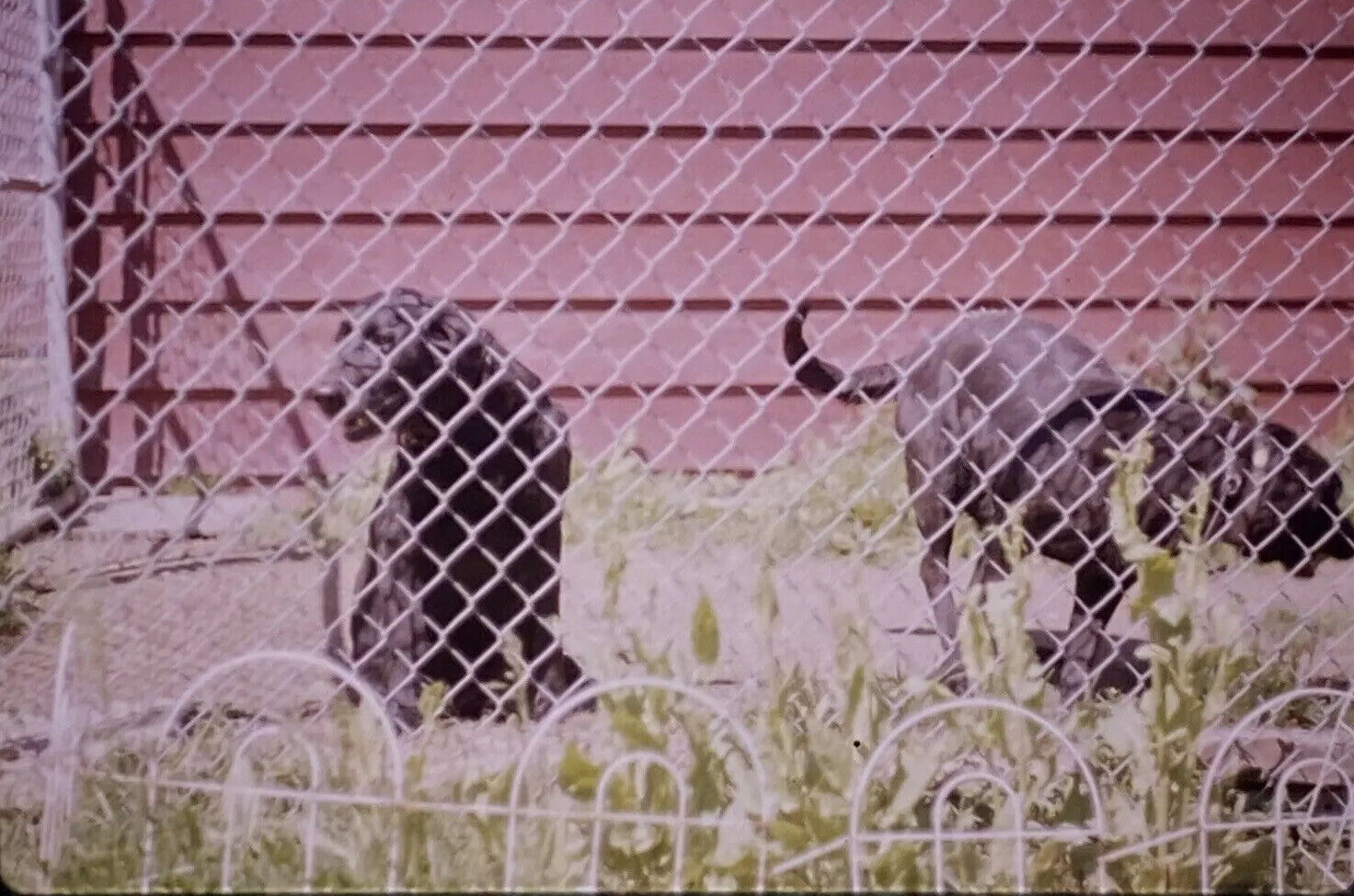 Vintage Photo Slide 1988 Black Dogs Behind Fence Yard