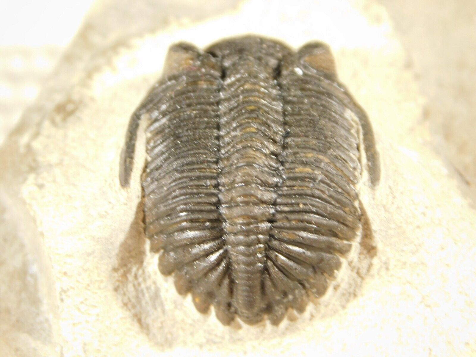Hollardops Trilobite Fossil 100% Natural Zguid Morocco 93.7gr
