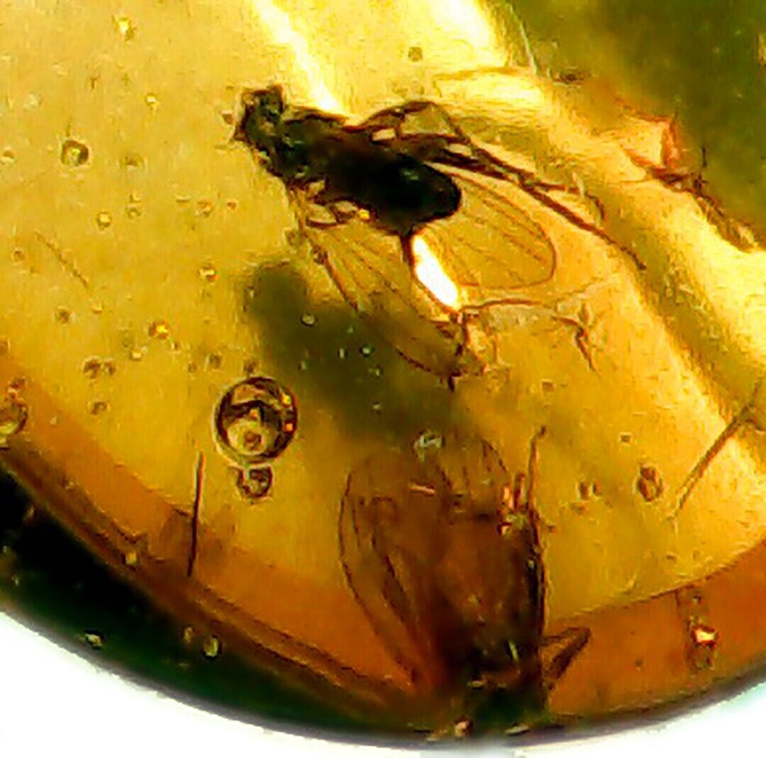Baltic Amber with 2 Prehistoric Fly Inclusions Comes with 4x Magnifying Case