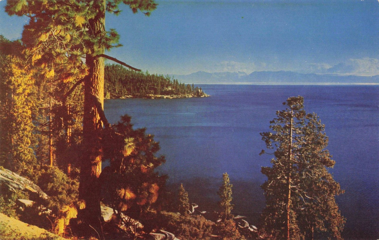 Lake Tahoe CA California, Mount Tallac, Pine Trees Landscape, Vintage Postcard