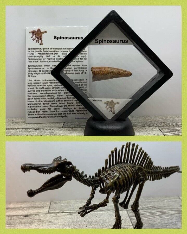 Spinosaurus Extinct Dinosaur Tooth Fossil 1 3/4