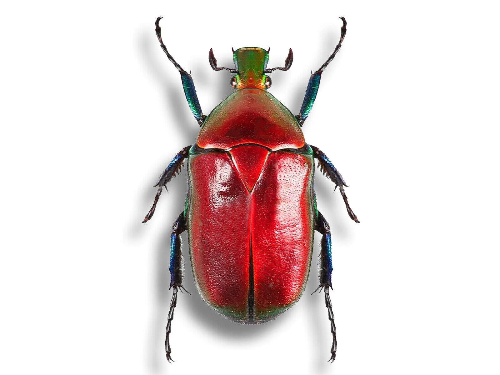 Torynorrhina Rhomborrhina flammea RED Scarab Beetle Insect Bug Unmounted in USA