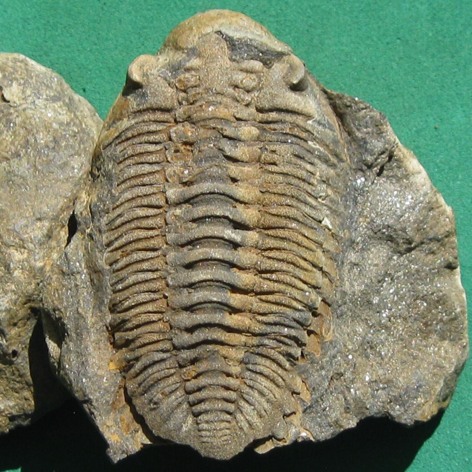 Top Quality Ultra Rare Trilobite Fossil Metacryphaeus rotundatus Bolivia