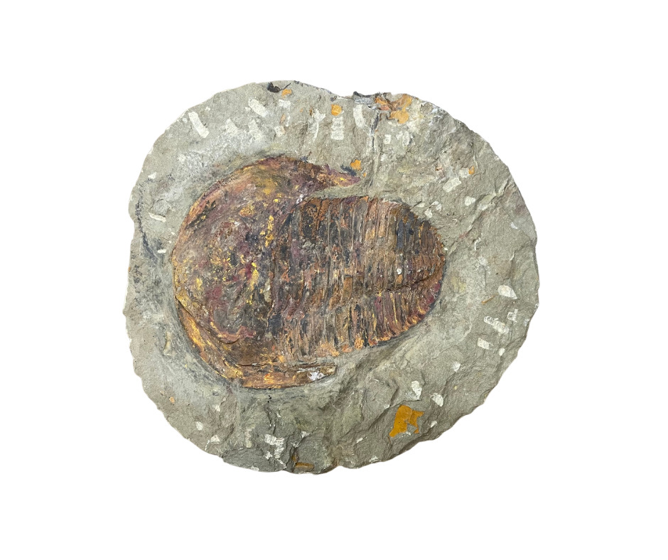 Paleozoic Era Trilobite Fossil